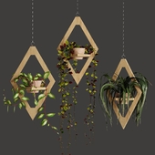 Hanging Plants 4