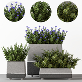 Outdoor-bushes in concrete pots