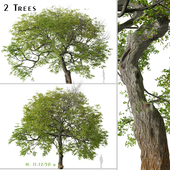Set of Tilia cordata Tree (Small-leaved lime) (2 Trees)