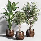 Indoor Plants Collection 2