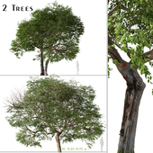 Set of Quercus ilex Tree (Holly oak) (2 Trees)