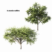 2 acacia