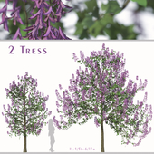 Set of Paulownia Tomentosa Tree (Princess tree) (2 Trees)