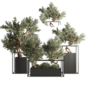 indoor plant bonsai set 24