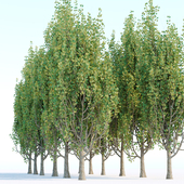 poplar trees collection vol 44