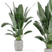 Indoor Plants in rusty Concrete Pot - Set 285