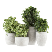Indoor Plants 07 - Plants in Concrete Pots