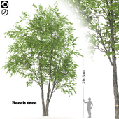 beech tree