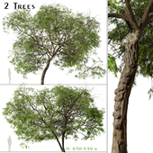 Set of Brazilian Pepper Tree (Schinus terebinthifolia) (2 Trees)