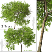 Set of Magnolia champaca Tree (Champak) (2 Trees)