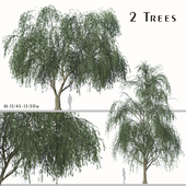Set of Willow Acacia Tree (Acacia Salicina) (2Trees)