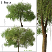 Set of Australian willow Tree (Geijera parviflora) (2 Trees)