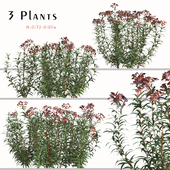 Set of Euphorbia Griffithii plant (Fireglow) (3 Plants)