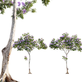 Jacaranda mimosifolia