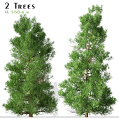 Set of Cryptomeria japonica Tree (Sugi) (2 Trees)