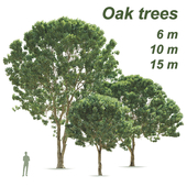 Деревья дуба 6-10-15м (Oak trees 6-10-15 m)