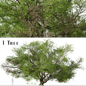 Quercus virginiana Tree (Southern live oak)