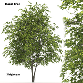 Hazal tree