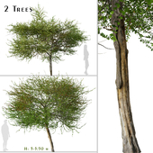 Set of English Hawthorn Tree (Crataegus monogyna) (2 Trees)