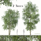 Set of Cyclocarya paliurus Trees (Wheel wingnut) (2 Trees)