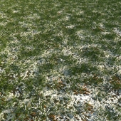 Snowy grass