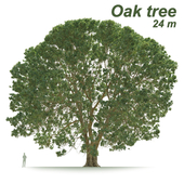Дуб 24 м (Oak tree 24 m)