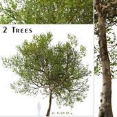 Set of Western sycamore Tree (Platanus racemosa) (2 Trees)