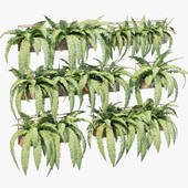 Planter box fern