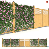 Забор - Мандевилла Сандера с цветами - Corona