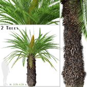 Set of Sago palm Tree (Cycas revoluta) (2 Trees)