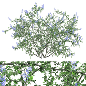Ceanothus - California Lilac