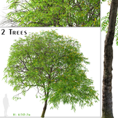 Set of Cassia leptophylla Tree (Gold Medallion) (2 Trees)