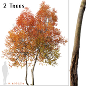 Set of Autumn Blaze Tree (Acer x freemanii) (2 Trees)