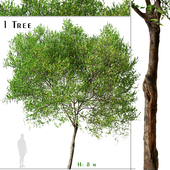 Carob Tree (Ceratonia siliqua)