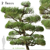 Set of Pinus Thunbergii Tree (Japanese black pine) (2 Trees)