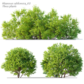 Rhamnus californica_02