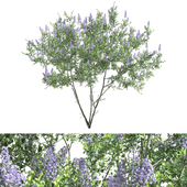 Ceanothus - California Lilac 03