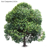 Acer Campestre # 01 (16.5m)