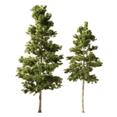 European pines - Collection 1