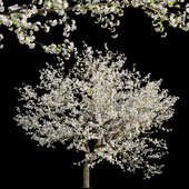 Prunus salicina - Chinese Plum - Japanese Plum 04