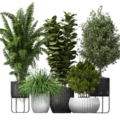 Modern collection indoor plants 006