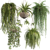 Indoor_Hanging_Plants 1