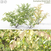 Euonymus forest