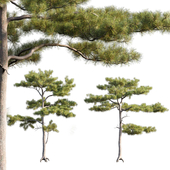 Pinus tabuliformis # 3