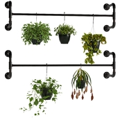 Hanging Plants 5