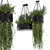 Indoor Hanging Plants in Metal Box - Set 347