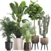 Collection of plants in baskets and pots with Banana, cactus, palm, ficus lirata, strelitzia. Set 1079