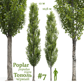 Тополь чёрный / Poplar / Populus nigra #7