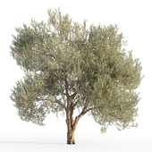 Оливковое дерево 5 (Olive tree 5)