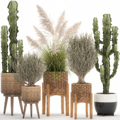 Collection of plants in baskets with cactus and olive, pampas grass. 1082.